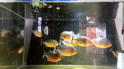 黑白皇冠魚的飼養環境是一個重要的考慮因素，特別是魚缸的底色：皇冠魟魚的飼養技巧
