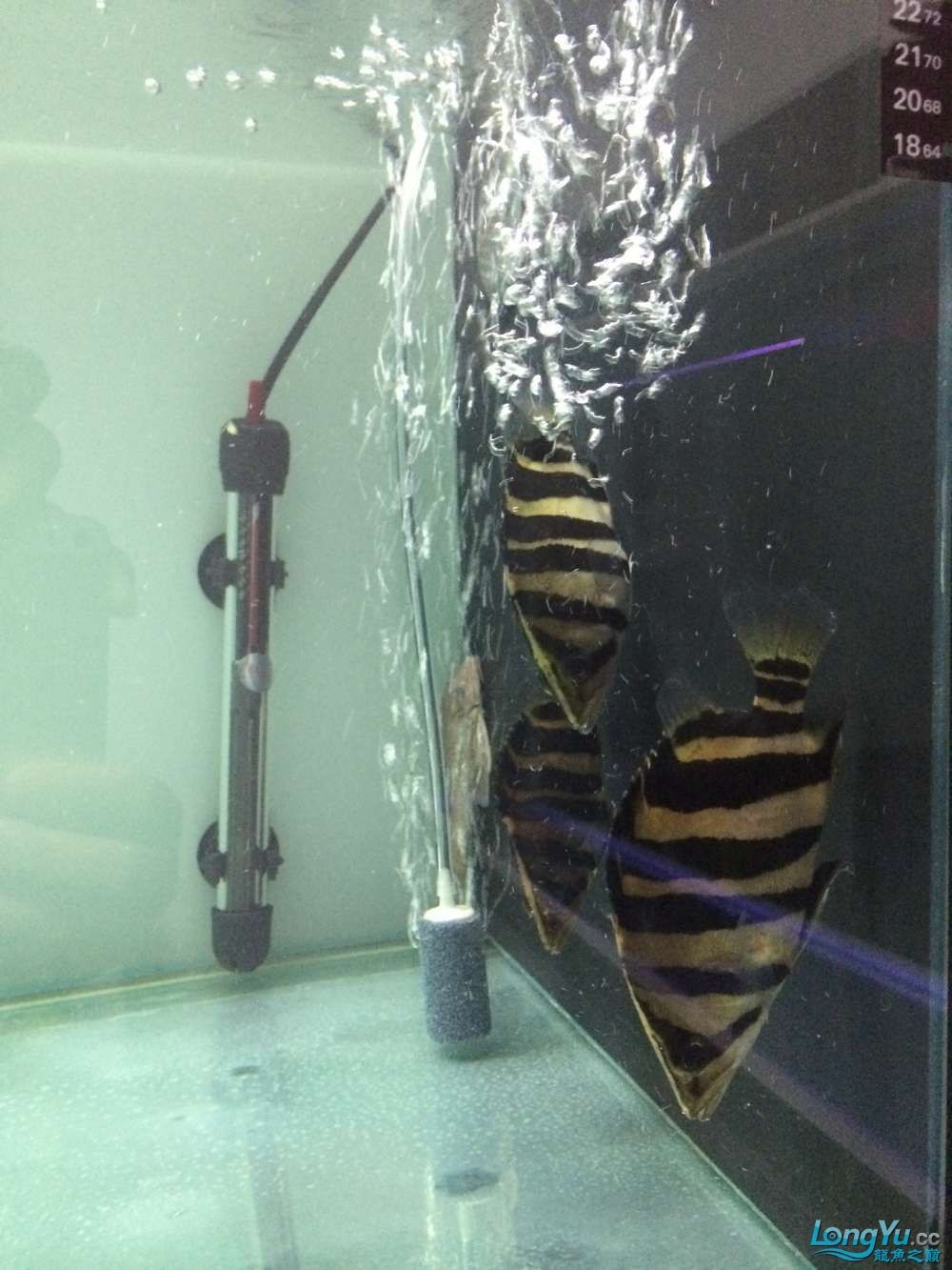 虎魚2