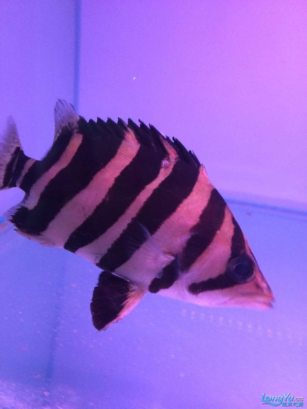 虎魚2
