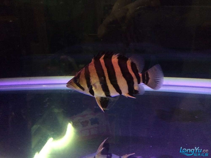 虎魚2