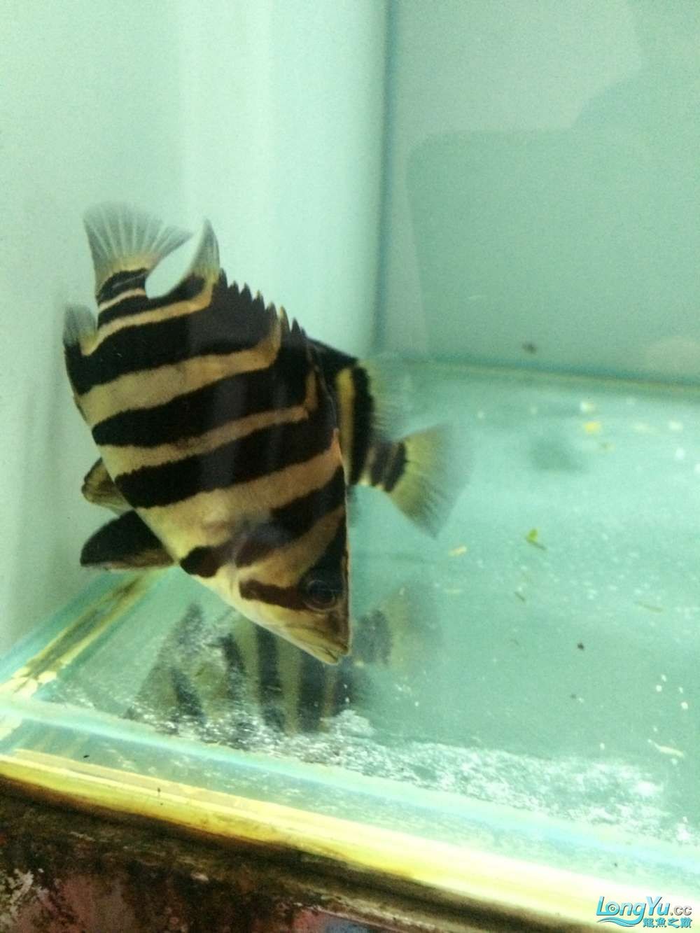 虎魚2