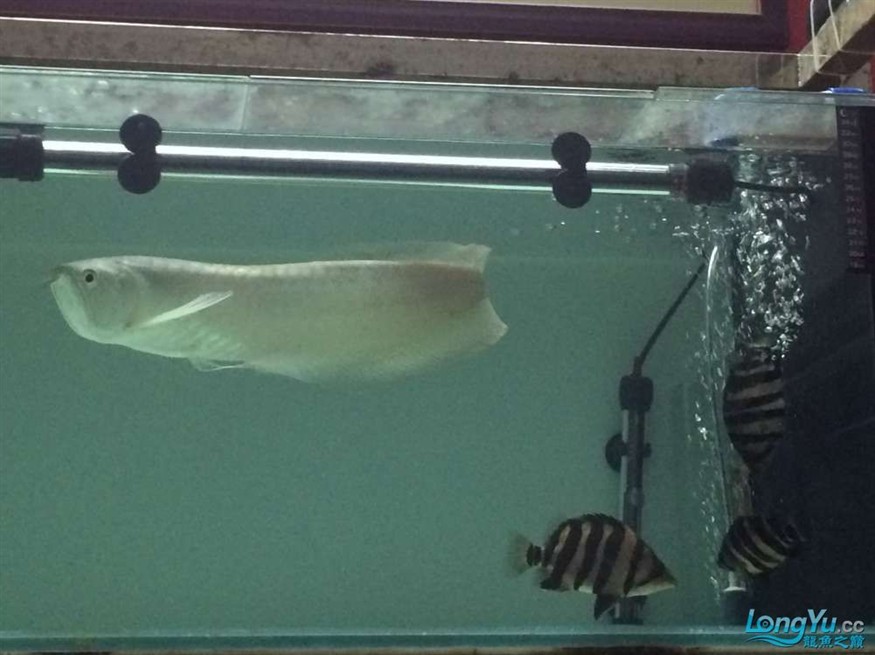 虎魚2