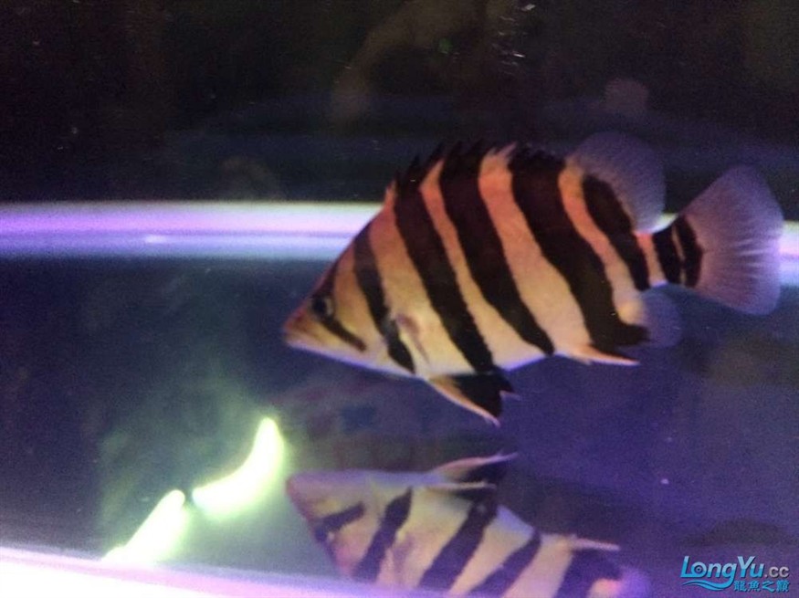 虎魚2