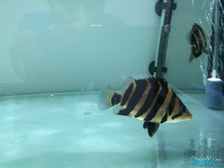 虎魚2
