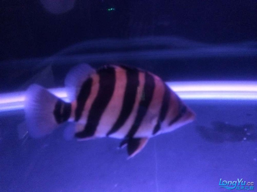 虎魚2