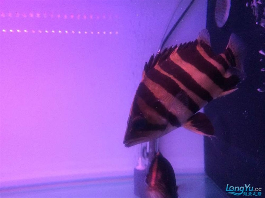 虎魚2