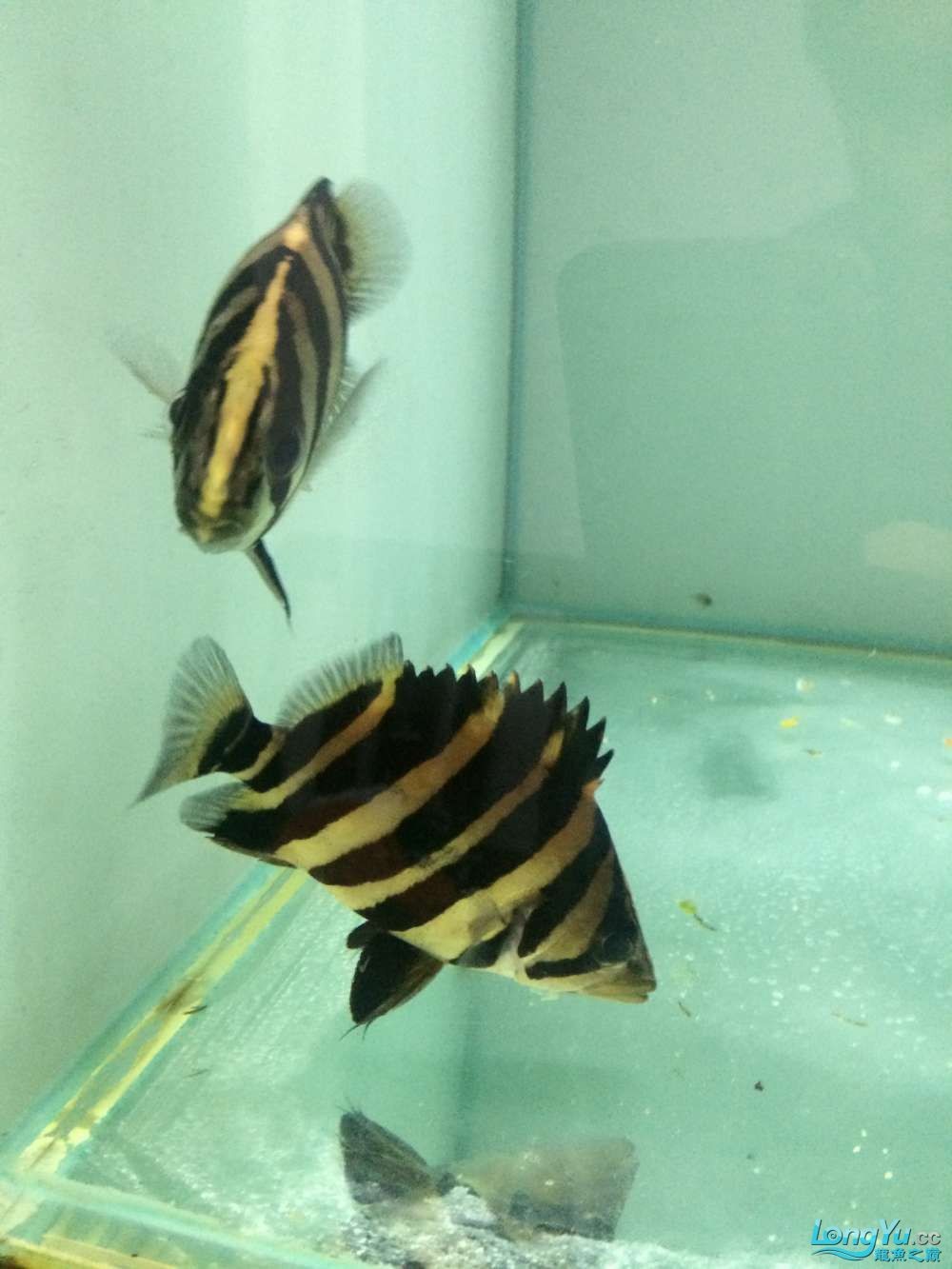 虎魚2
