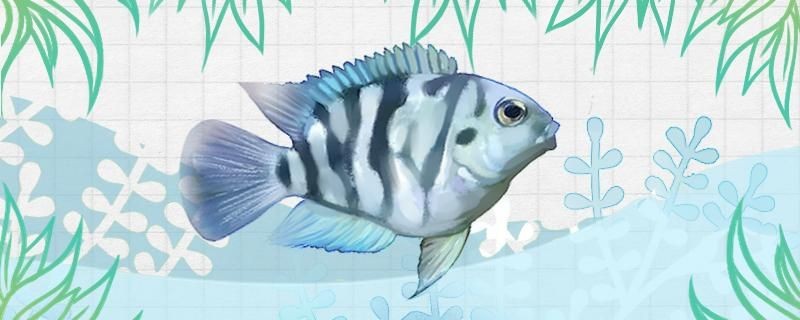 迷你鸚鵡魚老打架是怎么回事怎么解決
