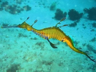 魚龍屬于什么類型的動物