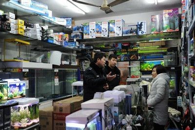 龍魚商家被抓怎么辦