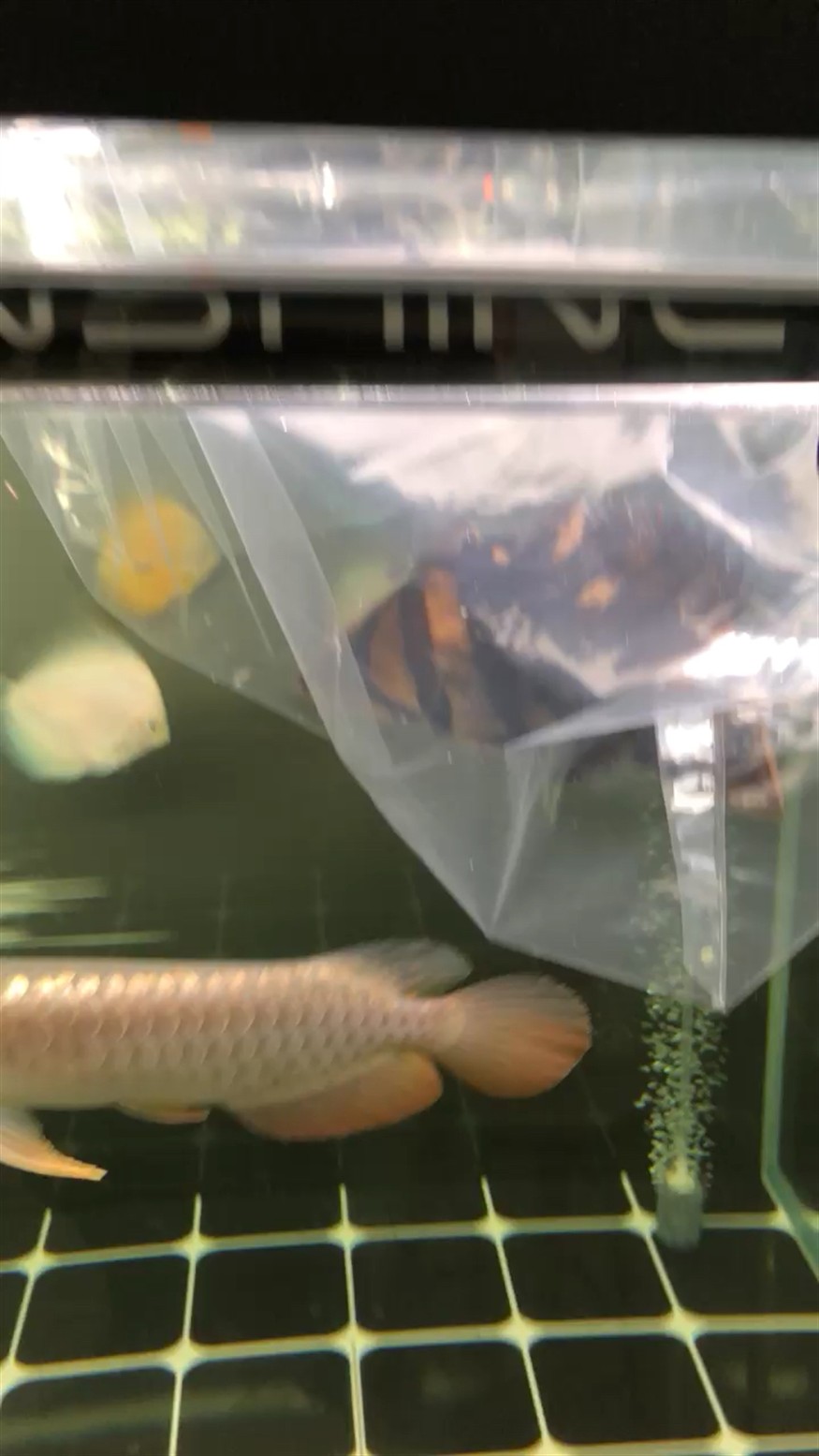 新淘的虎魚 虎魚百科 第1張 新淘的虎魚 新淘的虎魚 虎魚百科 第1張