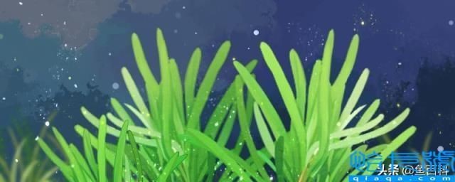 龍魚缸長綠色青苔怎么辦，龍魚缸中長出綠色青苔是一個常見的問題，可以有效解決