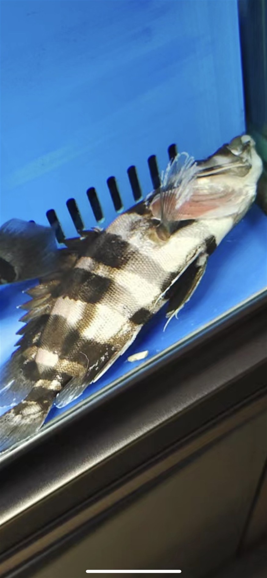 虎魚掛了什么原因 虎魚掛了什么原因 虎魚百科 第1張