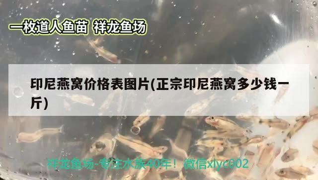 廊坊市安次區西昌路吉嘉水族店（廊坊市安次區西昌路吉嘉水族店電話）