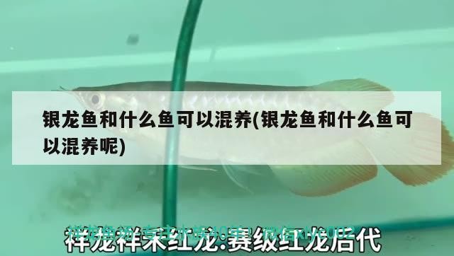 銀龍魚和什么魚可以混養(銀龍魚和什么魚可以混養呢)