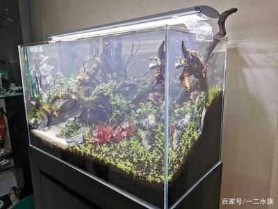 魚缸水質(zhì)管理的誤區(qū)與對(duì)策：魚缸換水后水質(zhì)渾濁怎么辦