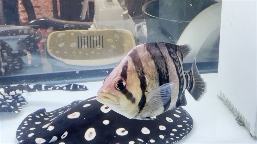 狀態(tài)不好的川字尾虎魚