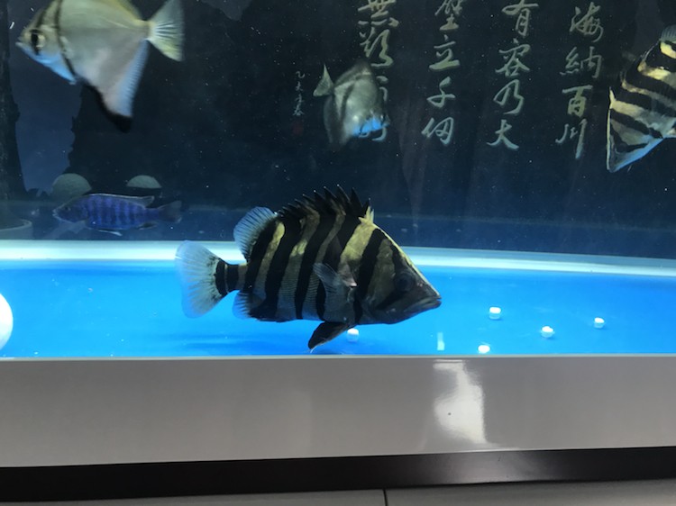 魚缸新進兩條20公分長明虎