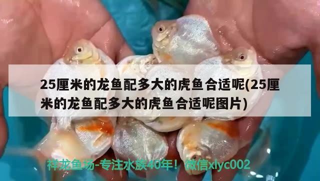 魚缸過濾器選購指南:自制魚缸過濾器魚缸上置過濾器對于養魚愛好者的必備知識 25厘米的龍魚配多大的虎魚合適呢(25厘米的龍魚配多大的虎魚合適呢圖片) 虎魚百科 25厘米的龍魚配多大的虎魚合適呢(25厘米的龍魚配多大的虎魚合適呢圖片) 25厘米的龍魚配多大的虎魚合適呢(25厘米的龍魚配多大的虎魚合適呢圖片) 虎魚百科