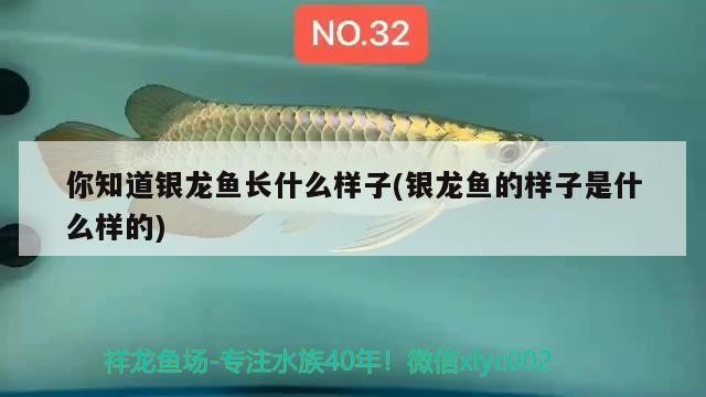 你知道銀龍魚(yú)長(zhǎng)什么樣子(銀龍魚(yú)的樣子是什么樣的)