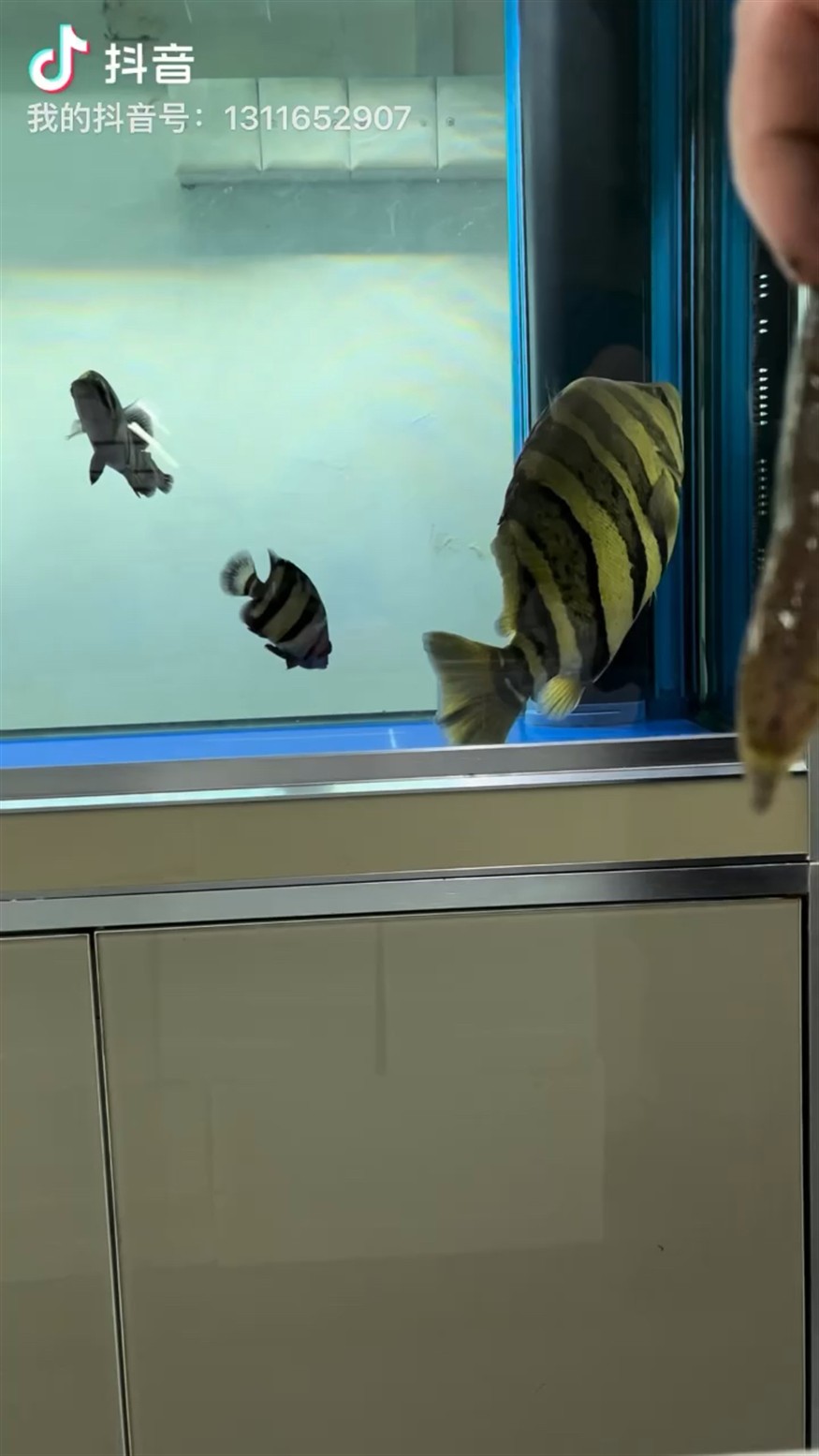 虎虎生威、還是虎魚好玩