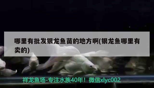 哪里有批發銀龍魚苗的地方啊(銀龍魚哪里有賣的)