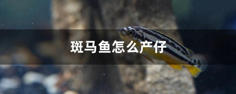 斑馬魚怎么產(chǎn)仔