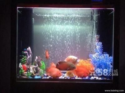 水族生態(tài)學：揭秘魚缸里的微世界：大型亞克力魚缸養(yǎng)護技巧養(yǎng)護技巧養(yǎng)護大型魚缸