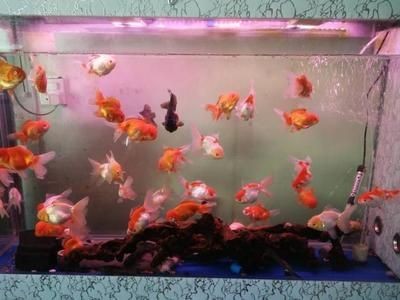 水族生態(tài)學：揭秘魚缸里的微世界：大型亞克力魚缸養(yǎng)護技巧養(yǎng)護技巧養(yǎng)護大型魚缸