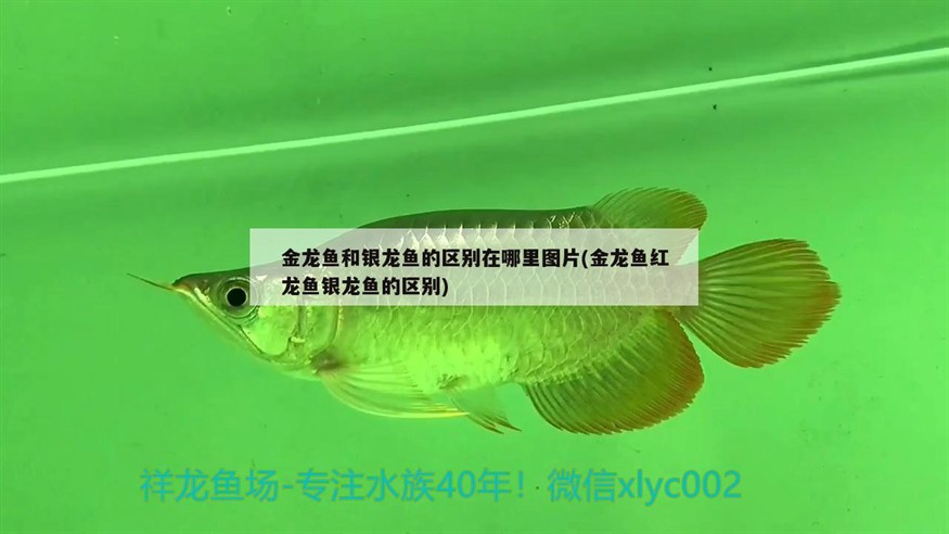 金龍魚和銀龍魚的區別在哪里圖片(金龍魚紅龍魚銀龍魚的區別)