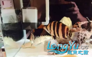 虎魚造景缸+補充虎魚保持長明的一點經驗