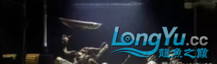 虎魚造景缸+補充虎魚保持長明的一點經驗