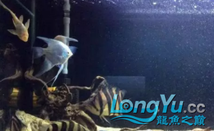 虎魚造景缸+補充虎魚保持長明的一點經驗