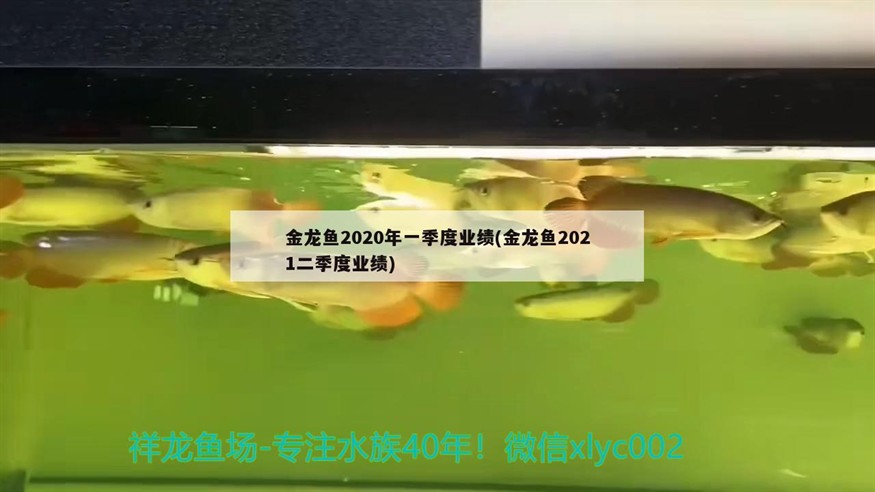 金龍魚2020年一季度業績(金龍魚2021二季度業績)