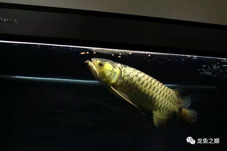 龍魚每天喂多少合適