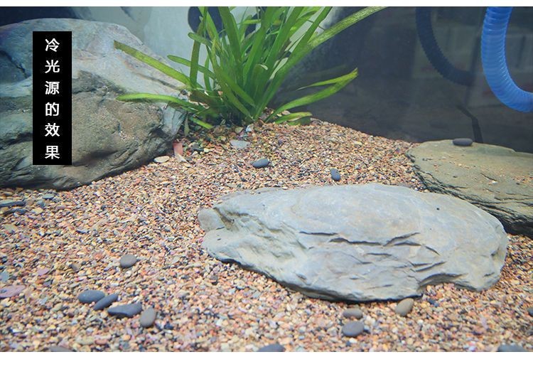 大型原生魚缸造景圖：原生態魚缸造景技巧