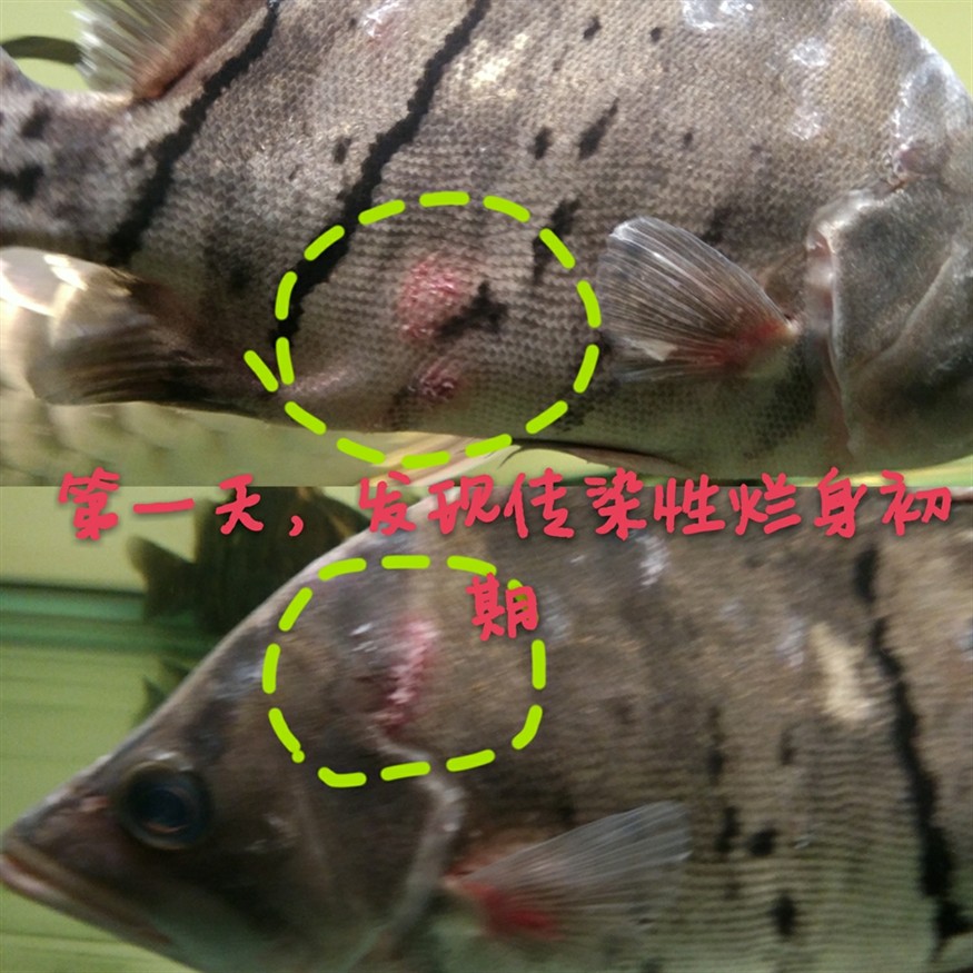 虎魚得了爛身痘瘡已治好