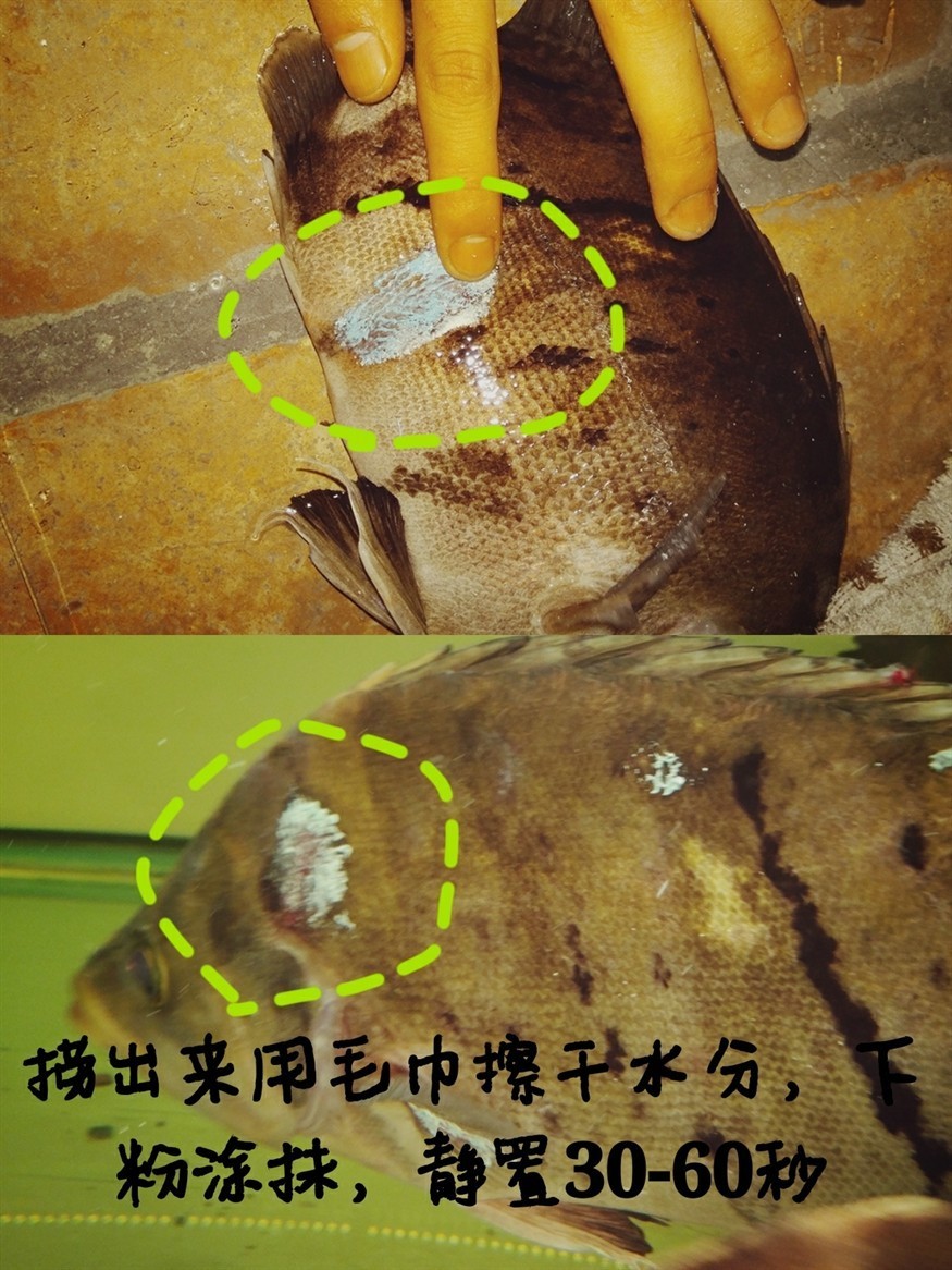 虎魚得了爛身痘瘡已治好