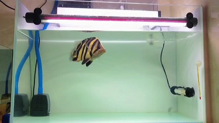 單養虎魚