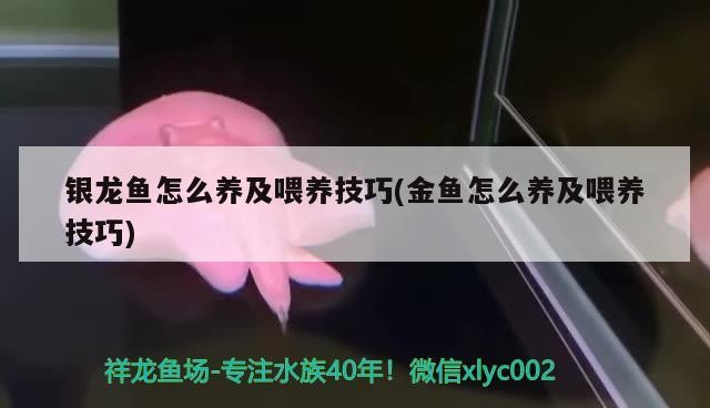 銀龍魚怎么養及喂養技巧(金魚怎么養及喂養技巧)