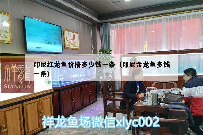 印尼紅龍魚價格多少錢一條（印尼金龍魚多錢一條）