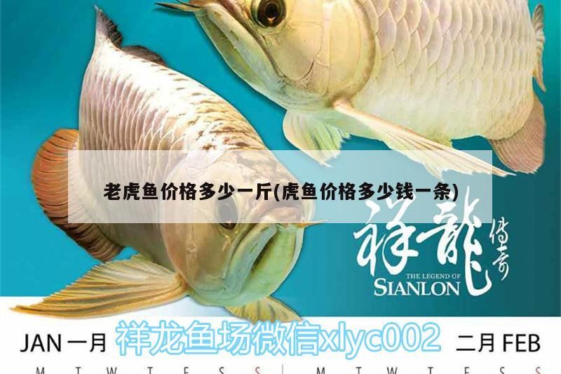 錦鯉魚 老虎魚價格多少一斤(虎魚價格多少錢一條) 虎魚百科 老虎魚價格多少一斤(虎魚價格多少錢一條) 老虎魚價格多少一斤(虎魚價格多少錢一條) 虎魚百科