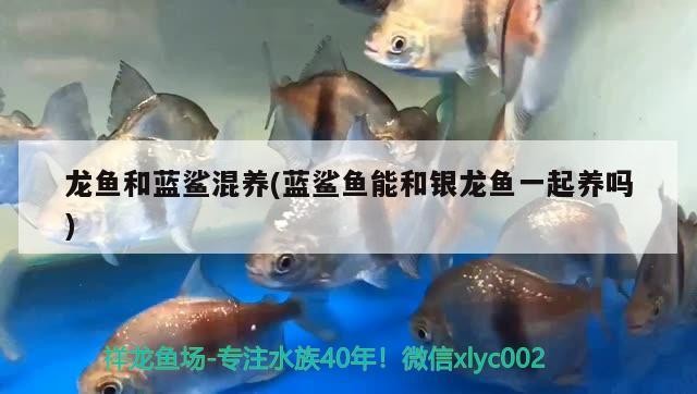 龍魚和藍鯊混養(藍鯊魚能和銀龍魚一起養嗎)