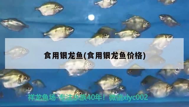 食用銀龍魚(食用銀龍魚價格)
