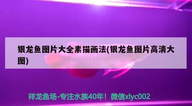 銀龍魚圖片大全素描畫法(銀龍魚圖片高清大圖)