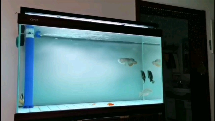 虎魚掉鱗是鹽的過嗎