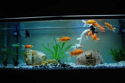 安康市漢濱區博雅水族館（安康市漢濱區博雅水族館地址）
