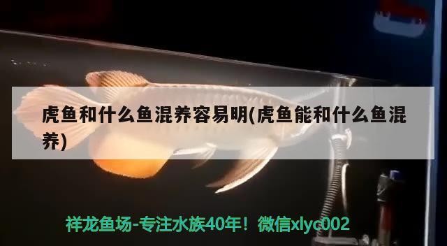 虎魚和什么魚混養容易明(虎魚能和什么魚混養)