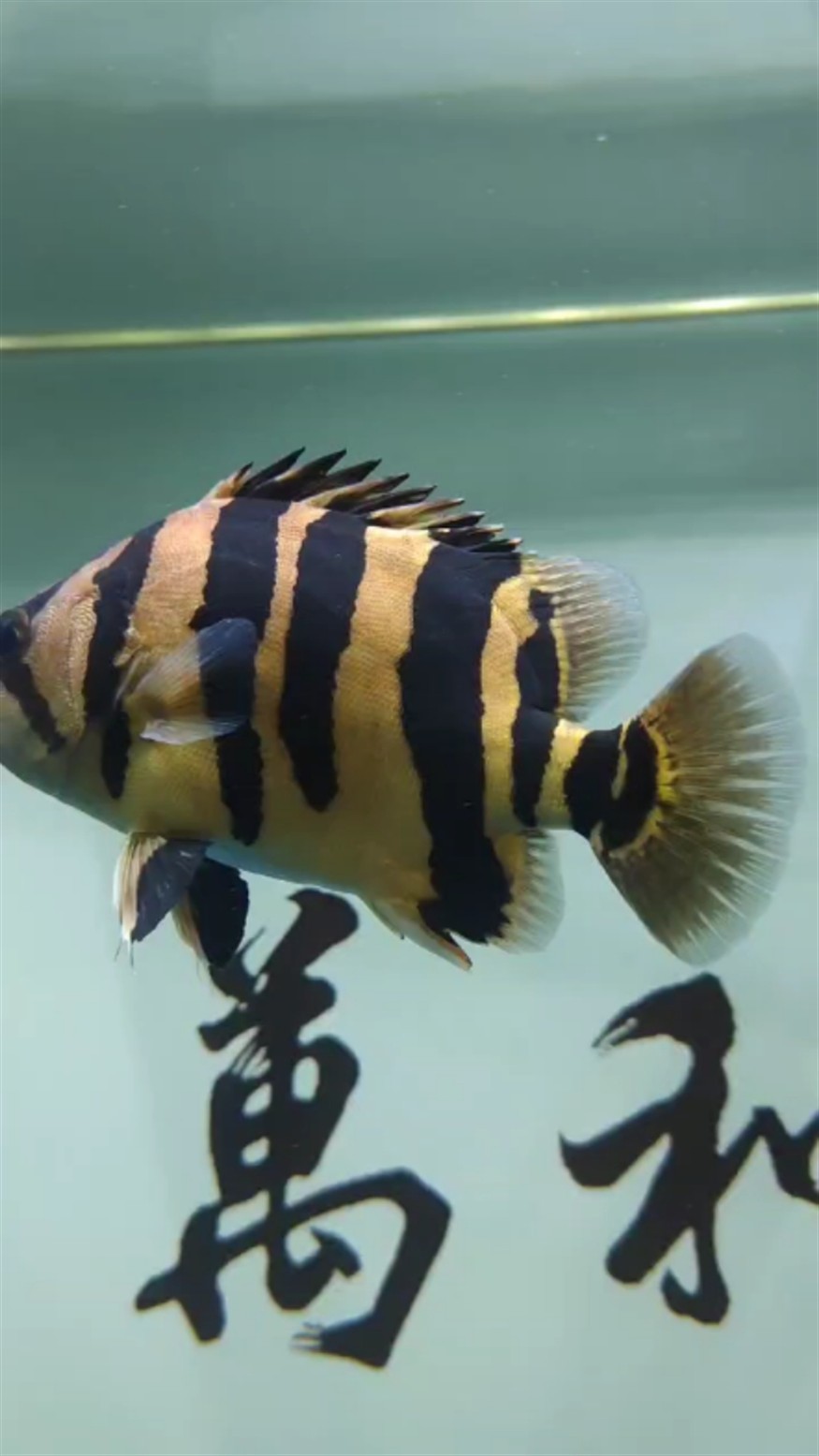300元入手的虎魚大神鑒定下