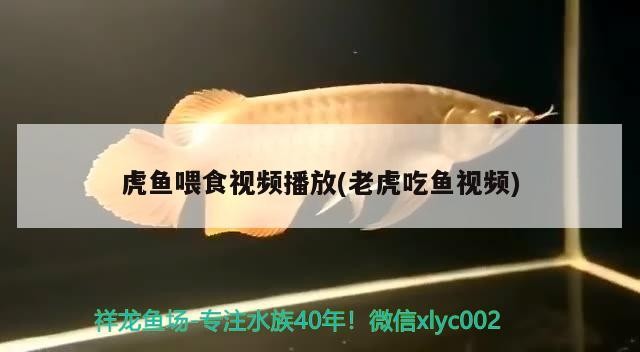 虎魚喂食視頻播放(老虎吃魚視頻)
